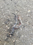 Natrix natrix from Rüdershausen Nr.51 - Ovelgönne, 26939 Ovelgönne, Deutschland on 2024년 09월 18일 (수) at 06:13 오후 by... 