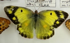 노랑나비 from Shinshu Sugadaira Kogen Pinebeak Ski Area, Ueda... Chaiwerawattana · iNaturalist 노랑나비 (Colias poliographus)