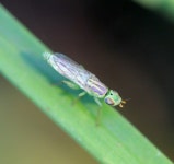 줄기노랑굴파리 (Meromyza pratorum) · iNaturalist 줄기노랑굴파리 (Meromyza pratorum)