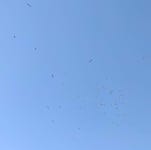유럽홍부리황새 from Soest, Nationaal Militair Museum, 3768 MX Soest, Nederland on 2019년 08월 24일 (토) at 11:13 오전 by...