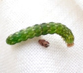 Anarta myrtilli from Cheshire East, UK on 2024년 07월 13일 (토) at 10:00 오전 by A Emmerson. Swept from Heather/Bilberry... 