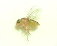 노랑굴파리속 from Cotswold, Charlotte, NC 28211, USA on... body 2.6 mm · iNaturalist 노랑굴파리속 (Genus Chlorops)