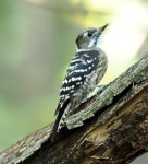 쇠딱따구리 from Miyajimacho, Hatsukaichi, Hiroshima 739-0588... 오후 by Rosario · iNaturalist 쇠딱따구리 (Yungipicus kizuki)