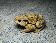 중국두꺼비 in 9월 2024 by 夜星槎 · iNaturalist 중국두꺼비 (Bufo gargarizans)
