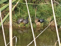 붉은귀거북 from 01016 Tarquinia VT, Italia on 2024년 10월... by Andrea Bonifazi · iNaturalist 붉은귀거북 (Trachemys scripta)