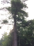 스트로브잣나무 from Lake Carmi State Park, Franklin, VT, US on 2016년 07월 29일 (금) at 08:41 오전 by Charlie Hohn... 