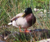 청둥오리 from Fermanagh and Omagh, UK on 2024년 10월 09일... Good Water Chapter · iNaturalist 청둥오리 (Anas platyrhynchos)