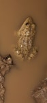 Hoplobatrachus crassus from M375+J75, Kedigere, Karnataka 577550, India on 2024년 10월 10일 (목) at 08:05 오후 by Samartha S G... 