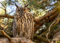 수리부엉이 from 33428 Harsewinkel, Deutschland on 2024년 10월... 오전 by Jürgen Reichel · iNaturalist 수리부엉이 (Bubo bubo)