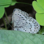남방부전나비 from Naitomachi, Shinjuku City, Tokyo 160-0014... by Franz Anthony ·  iNaturalist  남방부전나비 (Pseudozizeeria maha)