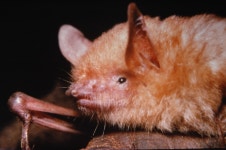 Myotis morrisi from mouth of Didessa River, Blue Nile Gorge on 1968년 08월 28일 (수) by Jakob Fahr. Specimen caught by Messrs.... 