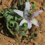Babiana torta · iNaturalist Babiana torta