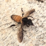 Apis dorsata from Park Road, Vile Parle, Mumbai, Maharashtra 400057, India on 2024년 10월 14일 (월) at 06:05 오후 by aditya_j... 