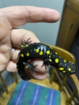 Ambystoma maculatum from Inverness County, NS B0E, Canada on 2024년 10월 14일 (월) at 09:49 오후 by katty1268 · iNaturalist... 