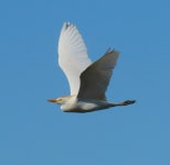 황로 from Melkbosstrand, Cape Town, 7437, South Africa on 2024년 10월 15일 (화) at 08:30 오전 by Jacobus Retief · iNaturalist... 