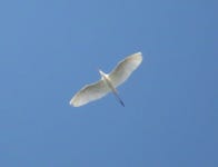 중대백로 from 34570 Pignan, France on 2020년 04월 11일 (토) at 07:16 오전 by gagliardone · iNaturalist 중대백로 (Ardea alba)