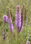 기린국화 from Spring Garden, Windsor, ON N9E, Canada on 2016년 08월 04일 (목) at 12:31 오후 by Mark Nenadov · iNaturalist... 