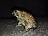 아시아검은안경두꺼비 from North 24 Parganas, IN-WB, IN on... iNaturalist 아시아검은안경두꺼비 (Duttaphrynus melanostictus)
