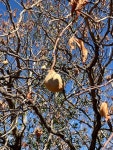 Aesculus californica from Placer County, US-CA, US on 2024년 10월 27일 (일) at 01:36 오후 by pellegrinimf · iNaturalist... 