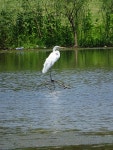 중대백로 from Country Club Lake Addition, Bryan, TX 77801, USA on 2019년 07월 11일 (목) at 11:56 오전 by Dwight Bohlmeyer... 