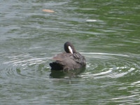 물닭 from Narimasu, Itabashi City, Tokyo 175-0094, Japan on 2023년 05월 21일 (일) at 12:02 오후 by Andy Pittway · iNaturalist... 