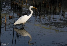 중대백로 from 1 Dairy Rd, Fyshwick ACT 2609, Australia on 2017년 03월 19일 (일) by bwyan. Eastern Great Egret at... 