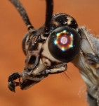 명주잠자리과 from Rietvlei nr 2, Montagu, WC on 2017년 02월 13일 (월) at 09:12 오후 by Marion Maclean · iNaturalist... 