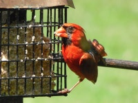 홍관조 from Elliott County, US-KY, US on 2019년 07월 10일 (수) at 03:41 오후 by Rodney · iNaturalist 홍관조 (Cardinalis... 