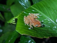 Nyctixalus pictus from R9F8+P62 Phanoen Thung Campsite, Tambon Huai Mae Priang, Amphoe Kaeng Krachan, Chang Wat Phetchaburi 76170... 
