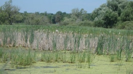 중대백로 from Oconto Marsh Wildlife Area 3WR350 Dam, Oconto, WI 54153, USA on 2019년 07월 12일 (금) at 11:54 오전 by Matt... 