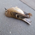 상모솔새 from Сливен Център, Сливен, България on 2024년 11월 07일 (목) at 07:12 오전 by Росица... 