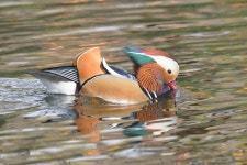 원앙 from Provincia di Varese, Italia on 2024년 11월 06일... at 11:19 오전 by flavioziretti · iNaturalist 원앙 (Aix galericulata)