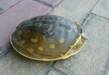 Lissemys punctata from JF57+JCQ, near Eco Park, Action Area IIE, Reckjoani, New Town, West Bengal 700157, India on 2024년 11월... 