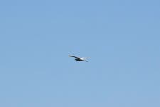 중대백로 from Kelnase, 74006 Harju County, Estonia on 2024년 08월 13일 (화) at 02:26 오후 by Enot Poluskuns · iNaturalist... 