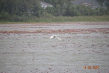 중대백로 from Oakland Nature Preserve, 747 Machete Trail, Oakland, FL 34760, EE. UU. on 2024년 06월 18일 (화) at 05:48 오후 by... 