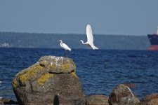 중대백로 from Rannamõisa, 76906 Harju County, Estonia on 2024년 09월 20일 (금) at 12:38 오후 by Enot Poluskuns · iNaturalist... 