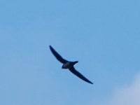 흰배칼새 from GRHM+XP8, Vusanje, Montenegró on 2024년 04월 27일 (토) at 08:23 오후 by erdonmezon · iNaturalist 흰배칼새... 