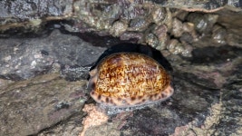 Mauritia arabica from Mumbai, Maharashtra 400006, India on 2024년 11월 18일 (월) at 06:09 오후 by Ashwit Shetty · iNaturalist... 