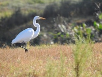 중대백로 from Bobby Jones Golf Club, 1000 Circus Blvd, Sarasota, FL 34232, USA on 2024년 11월 19일 (화) at 09:49 오전 by... 