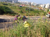 노랑나비 from 용계동 117-37, 유성구, 대전광역시, KR on 2016년 08월 11일 (목) at 05:27 오후 by Kim, Hyun-tae · iNaturalist... 
