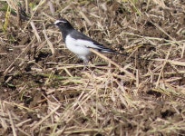 검은등할미새 from Sakanao, Sakae, Inba District, Chiba 270-1513, Japan on 2024년 11월 22일 (금) at 10:03 오전 by belvedere04.... 