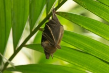 Cynopterus sphinx from Kokapet, Hyderabad, Narsingi, Telangana 500075, India on 2024년 11월 12일 (화) at 09:44 오전 by Rich... 