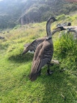 Branta sandvicensis from Haleakalā National Park, Kula, HI, US on 2024년 11월 23일 (토) at 12:57 오후 by Nina Lester Finley... 