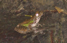 Chang Wat Phetchaburi 76170, Thailand on 2024년 11월 20일 (수) at 05:47 오후 by Andrew Pierce · iNaturalist Amolops panhai