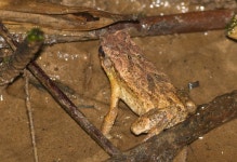 Chang Wat Phetchaburi 76170, Thailand on 2024년 11월 20일 (수) at 09:18 오후 by Andrew Pierce · iNaturalist Ingerophrynus parvus