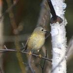 상모솔새 from Челябинская обл., Россия, 456143 on 2024년 11월 23일 (토) at 12:04 오후 by Ольга... 