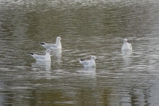 붉은부리갈매기 from 751 01 Tovačov, Česko on 2024년 11월... Marek · iNaturalist 붉은부리갈매기 (Chroicocephalus ridibundus)