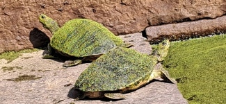 붉은귀거북 from 5R7H+Q7R, Shakti Nagar, Dadabari, Kota, Rajasthan 324009, India on 2024년 11월 24일 (일) at 01:21 오후 by SONU... 