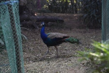 인도공작 from Hauz Khas, New Delhi, Delhi, India on 2024년... 10:13 오전 by Stephanie Tran · iNaturalist 인도공작 (Pavo cristatus)