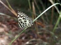 Castalius rosimon from Unnamed Road East Tambaram, Tambaram Chennai, Tamil Nadu 600059 on 2016년 08월 11일 (목) at 02:16 오후... 